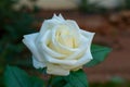White rose flower on blurred backdrop  in the garden. Nature background Royalty Free Stock Photo