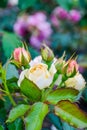 White rose flower, buds. Close-up photo of garden flower with shallow DOF Royalty Free Stock Photo