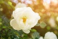 White rose flower on bush closeup photo Royalty Free Stock Photo