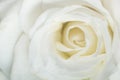 White rose flower close up for background Royalty Free Stock Photo