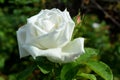 White rose flower close-up photo with blurred dark green background. Royalty Free Stock Photo