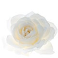 White rose flower closeup isolated on white background