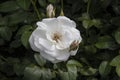 White rose flower closeup. Shallow depth of field. Spring and summer flower Royalty Free Stock Photo