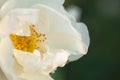 White rose flower covered by water drops against blurred dark green background Royalty Free Stock Photo