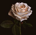 White rose flower on dark background. Oil painting