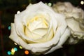 White Rose Flower. White rose with dew Royalty Free Stock Photo