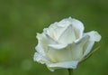 White rose flower in dew drops close-up on a background of blurred greenery Royalty Free Stock Photo