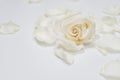 White rose flower with dew drops closeup. Macro. Selectiv focus. For design. Nature. Background. Close up Royalty Free Stock Photo