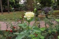 White rose flower in a garden on blurred nature background. White rose with green grass in a floral garden. Beautiful rose flower