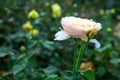White rose flower on green background, botanical garden photo closeup. Elegant rose flower banner template