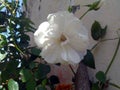 White Rose Flower Green Leafs Himachal Pradesh India 11 Royalty Free Stock Photo