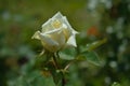 White rose, flower head close up after rain with water drops Royalty Free Stock Photo