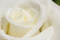 White Rose Flower Head Soft Close-up Rosa jacare