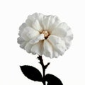 White rose flower, isolated on white background Royalty Free Stock Photo