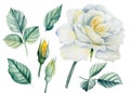 White rose flower and leaves on isolated background, watercolor botanical illustration Royalty Free Stock Photo
