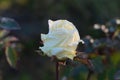 White rose flower on natural background