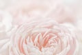 White rose flower petals.Abstract floral background. Soft focus Royalty Free Stock Photo