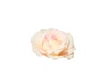 White rose flower with pink edge isolated on white background Royalty Free Stock Photo