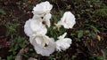 White rose flower or bunga mawar putih Royalty Free Stock Photo