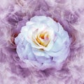 A white rose flower on a purple floral background.  Rose petals around the flower.  Flower in curls of smoke. Royalty Free Stock Photo