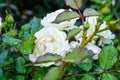 White rose flower, rain drops. Close-up photo of garden flower with shallow DOF Royalty Free Stock Photo