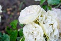 White rose flower, rain drops. Close-up photo of garden flower with shallow DOF Royalty Free Stock Photo