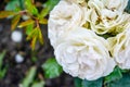 White rose flower, rain drops. Close-up photo of garden flower with shallow DOF Royalty Free Stock Photo