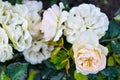 White rose flower, rain drops. Close-up photo of garden flower with shallow DOF Royalty Free Stock Photo