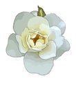 White rose flower single isolated outlined