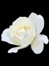 White rose flower single isolated outlined