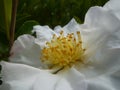 White rose flower. Take a close-up shot of the yellow pistil.. Royalty Free Stock Photo