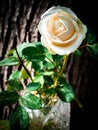 White rose flower in a vase on a wood background. Royalty Free Stock Photo