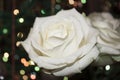 White Rose Flower. White rose with dew Royalty Free Stock Photo