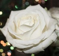 White Rose Flower. White rose with dew Royalty Free Stock Photo