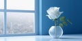 White rose flower and window with sun light copy space blurred background Royalty Free Stock Photo