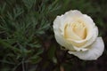White rose flowering in the summer garden. Close-up of beautiful flower. Natural holiday background. Royalty Free Stock Photo
