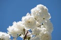 White rose  flowers bush in the garden with green leafs on blue sky background Royalty Free Stock Photo