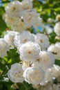 White rose  flowers bush in the garden with green leafs on blue sky background Royalty Free Stock Photo