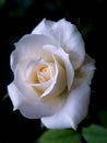 White rose flowers on dark background. Close up of white flower Royalty Free Stock Photo