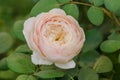 White rose flowers Desdemona. White rose grows in a rose garden