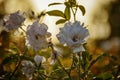 White rose flowers flowering portrait blossom closeup nature depth of field in the garden at sunset lighting background Royalty Free Stock Photo