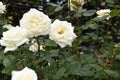 White rose flowers in full blossom are surrounded by leaves in dark green shades. Royalty Free Stock Photo