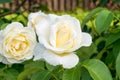 White rose flowers in the garden Royalty Free Stock Photo