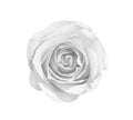 White rose flowers or gray petal blooming isolated on background and clipping path top view Royalty Free Stock Photo