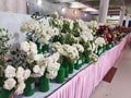 The White rose flowers in India