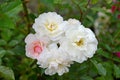 White rose flowers are multicolored Rosa multiflora Thunb.. Close up