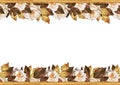 White rose Flowers. Seamless pattern with gold leaves. Border frame. Royalty Free Stock Photo