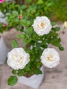 White rose focus at front rose with blur background Royalty Free Stock Photo