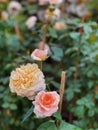 White rose focus at front rose with blur background Royalty Free Stock Photo