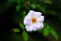 White rose front closeup picture from nature Royalty Free Stock Photo